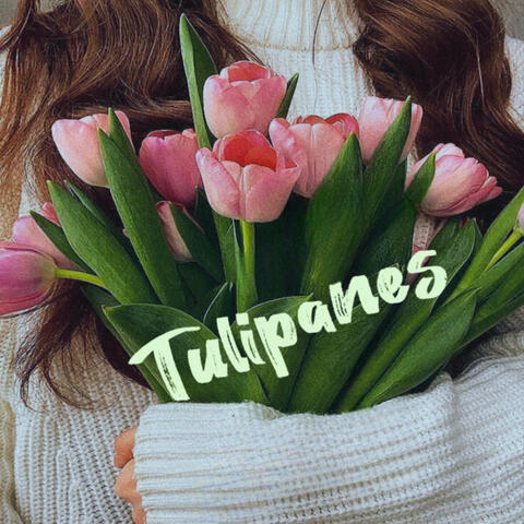 Tulipanes