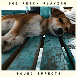 Dog Fetch Playing Sound Effects