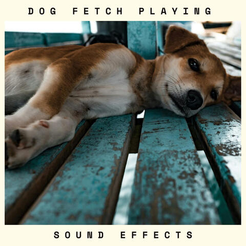 Dog Fetch Playing Sound Effects