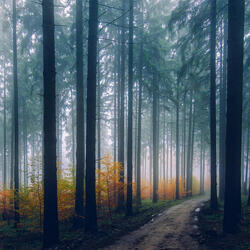 Drifting Back to Silence