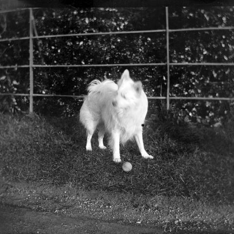 Old Dog