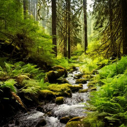 Peaceful Flowing Creek