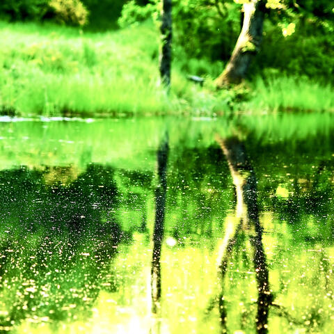 Chlorophyll