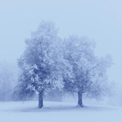 Shadowed Snowfall