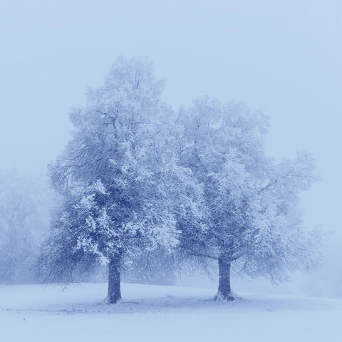 Winter Solace II