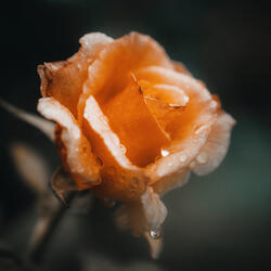 Lost in Reverie
