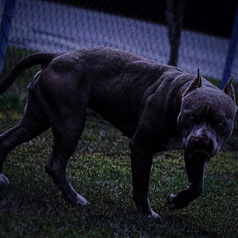 Fury