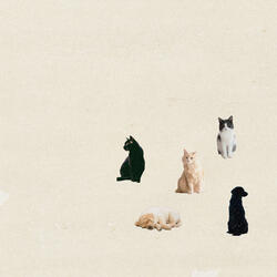 Cats and dogs