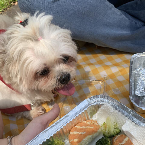 PICNIC