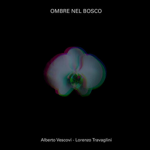 Ombre nel bosco