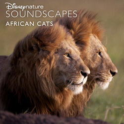 Morning in the Mara and Distant Lions