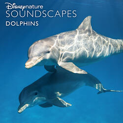Going Underwater, Underwater Ambience, Dolphin Squeaks and Clicks