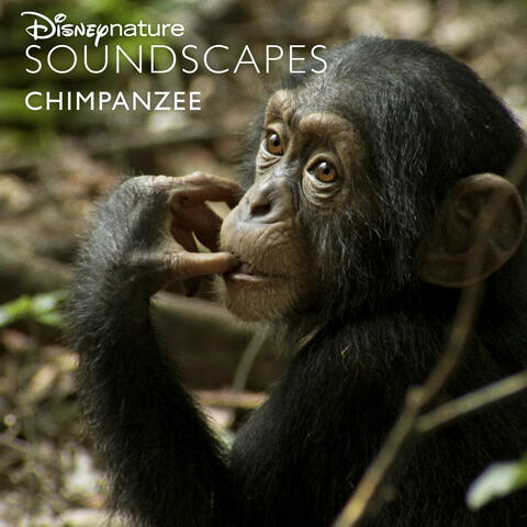 Disneynature Soundscapes: Chimpanzee