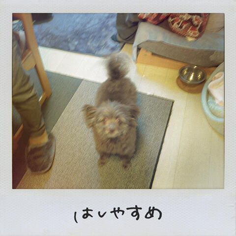 Hashiyasume
