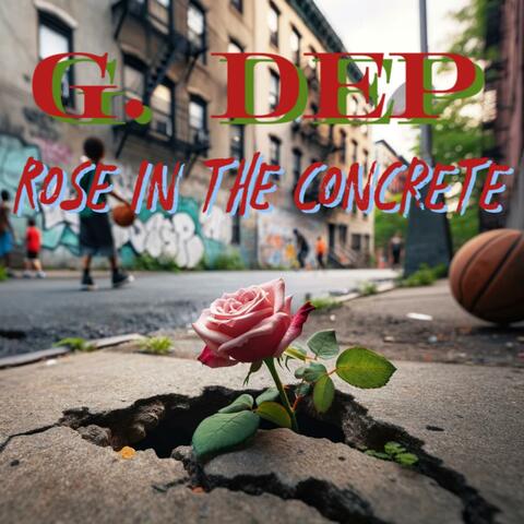 Rose In The Concrete