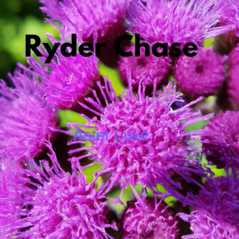 Aster Luxe