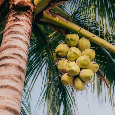 Coconut Dreams