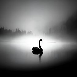 The Black Swan