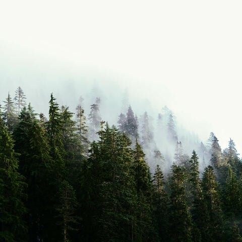 Evergreen