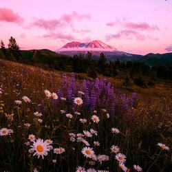 Bloom In The Summer