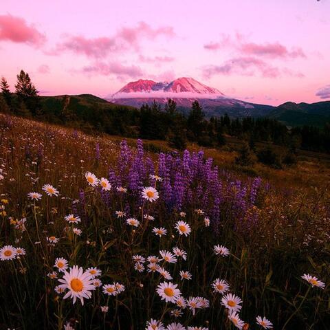 Bloom In The Summer