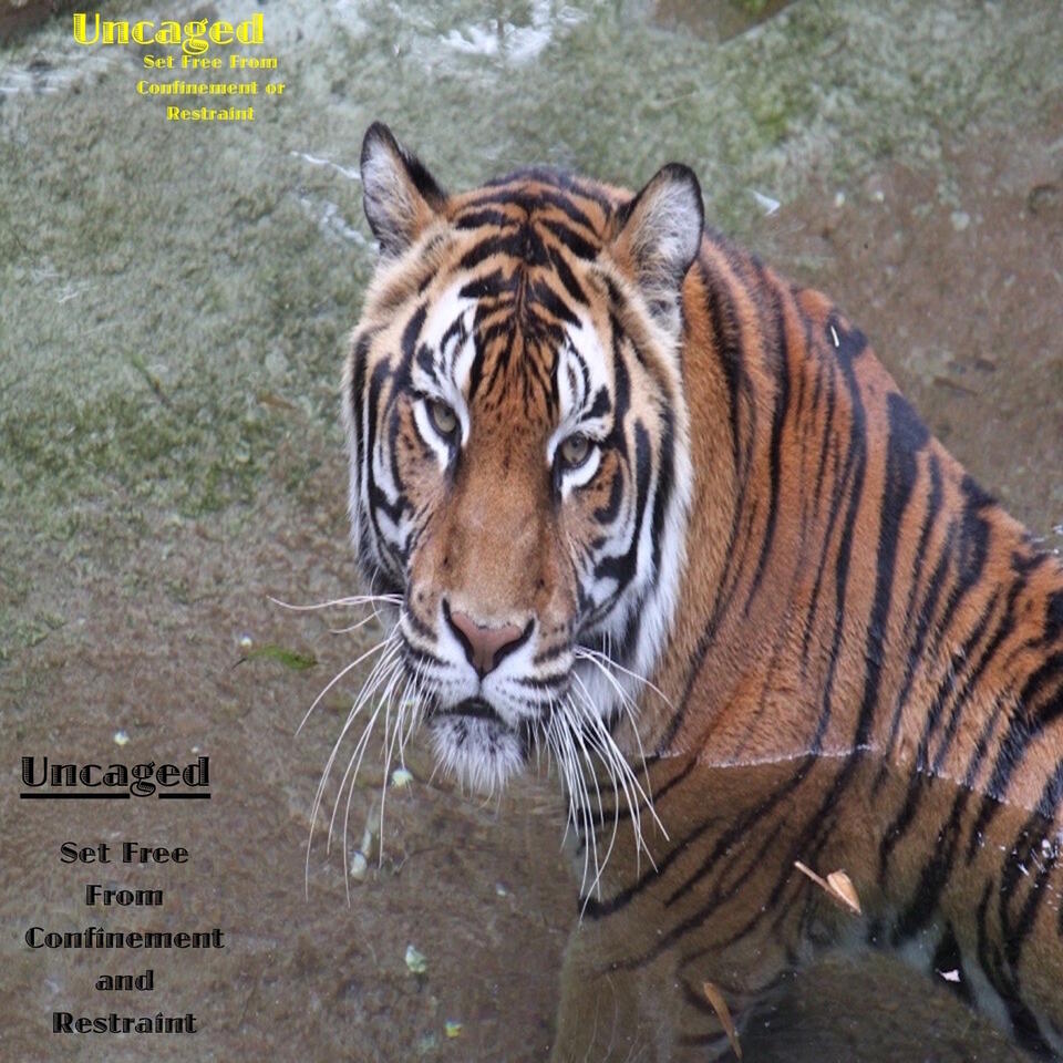 Uncaged