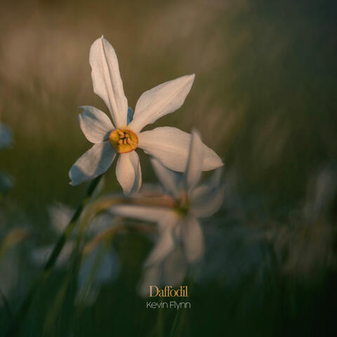 Daffodil album art