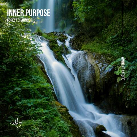Forest Channel album art
