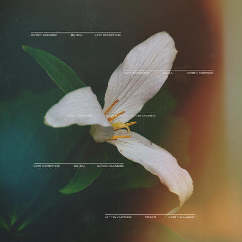 Trillium album art