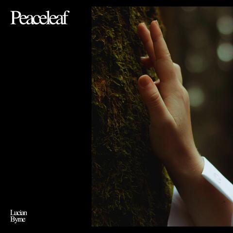 Peaceleaf album art