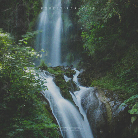 Forest Paradise album art