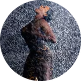 Image of Fantasia
