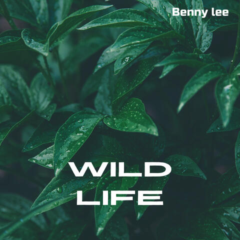 Wild Life album art