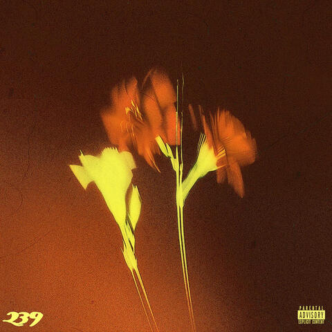 239 album art