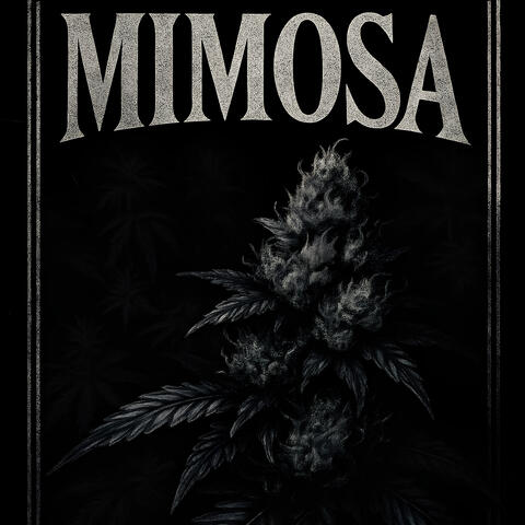 Mimosa album art