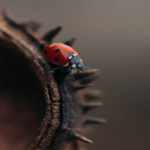 Reencontros album art