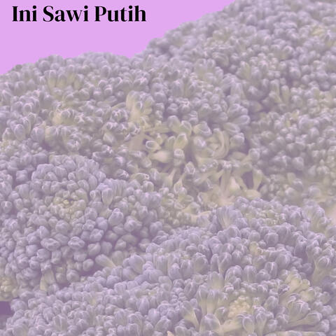 Ini Sawi Putih album art