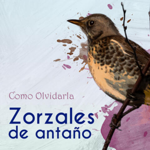 Zorzales de Antaño… Como Olvidarla album art