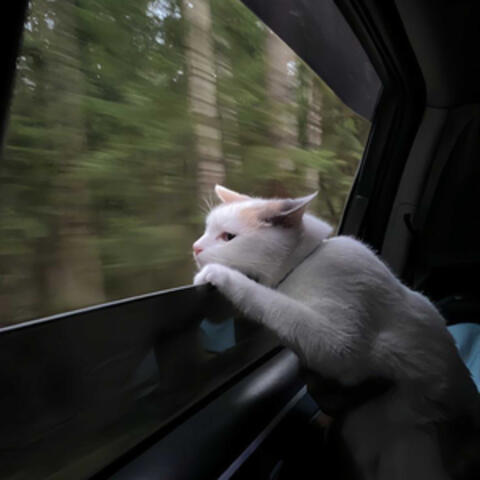rearview album art