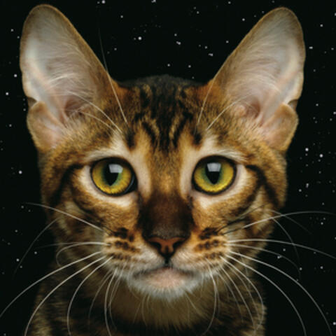 The D.Cullen Experience album art