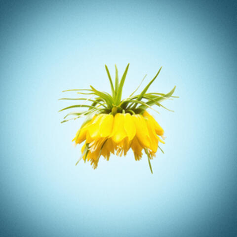 Her Veî album art