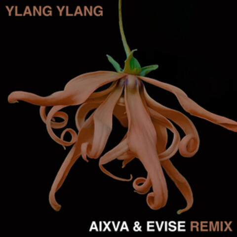 Ylang Ylang album art
