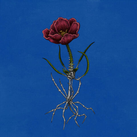 velvet sunsets album art