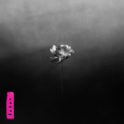 Lotus album art