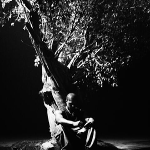 Sycamore Tree album art