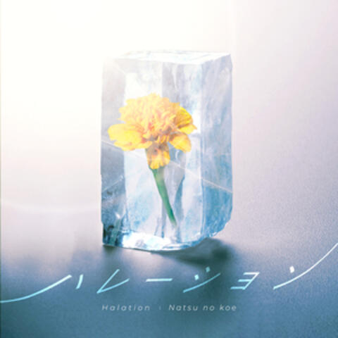 ハレーション album art