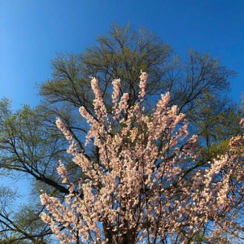 Mozart: Divertimenti, K. 136-138 album art