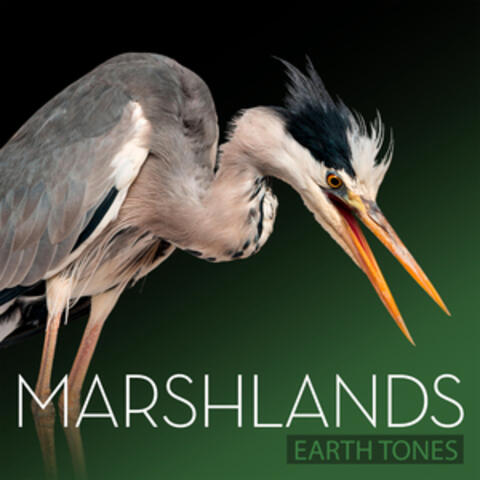 Earth Tones: Marshlands album art