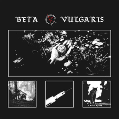Beta Vulgaris album art