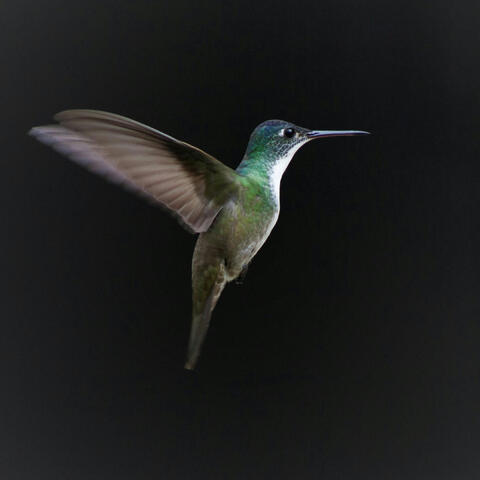 Early Bird album art